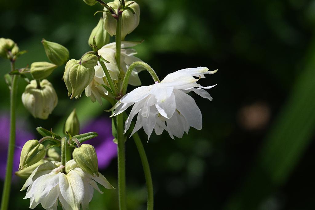 3035-05268647 Tower Hill Botanic Garden, MA.JPG - Aquilegia Columbine (Aquilegia vulgaris). New England Botanic Garden at Tower Hill, MA, 5-26-2025